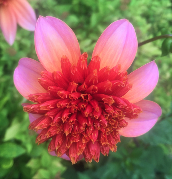 Dahlia Totally Tangerine